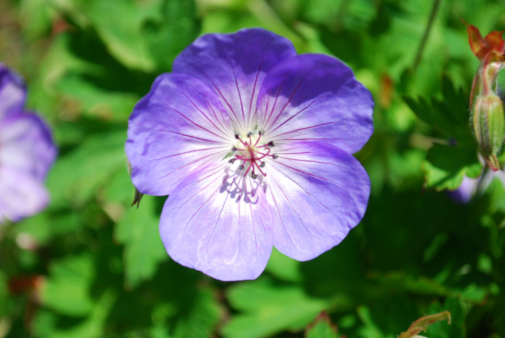 Purple Flower